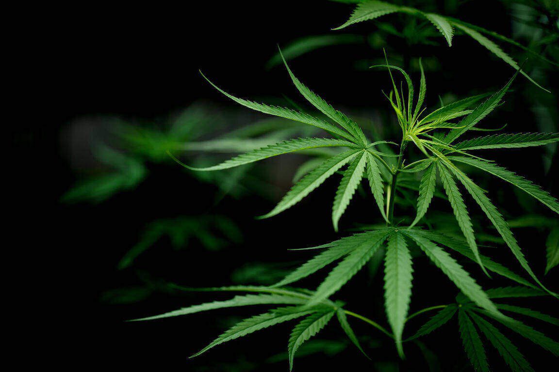 cannabis plant logo